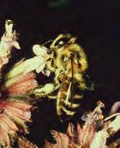 ! Nectar!»! collected from flowers (or other parts of a plant)!»! dilute sugar solution, carried in the honey stomach!