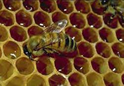 Drawing out a drop of nectar to expose it to the dry air of the hive! bee s tongue!! Passive phase!