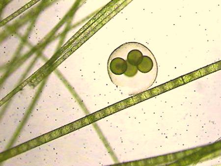 Microscope Images of Pond Organisms 40 magnification spirogyra volvox Volvox