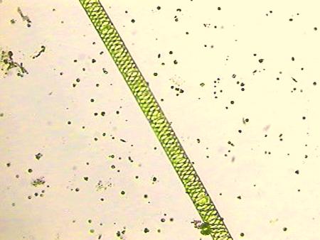 Microscope Images of Pond