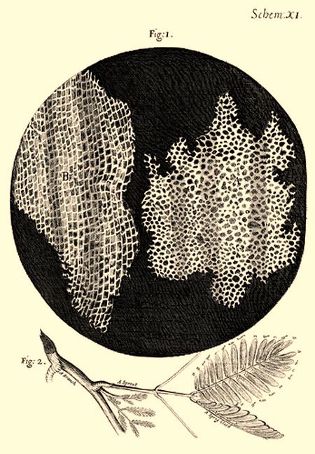 Robert Hooke (1635 1703) Robert Hooke s drawing of cork cells. Robert Hooke was a scientist who used a microscope to look at thin sections of cork.
