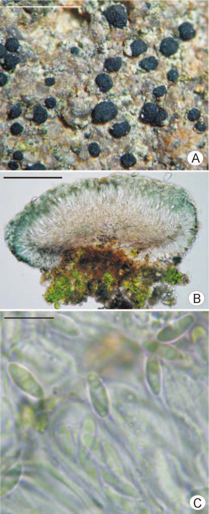 P. CZARNOTA: MICAREA CONTEXTA AND M. LYNCEOLA, NEW FOR POLAND 309 in M. nigella, and the presence of stalked pycnidia in M. nigella, which are absent in M. contexta. DISTRIBUTION AND ECOLOGY.