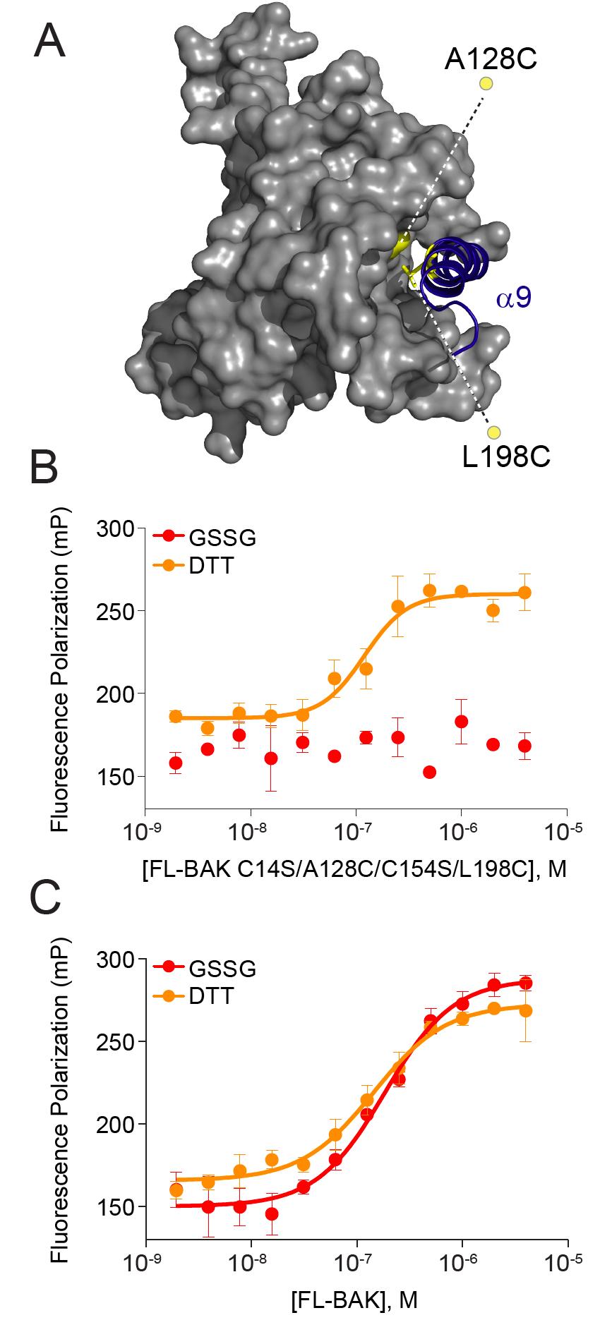 Figure 4.3. The binding interaction between BID SAHB and FL-BAK requires access to the canonical BH3-binding pocket.
