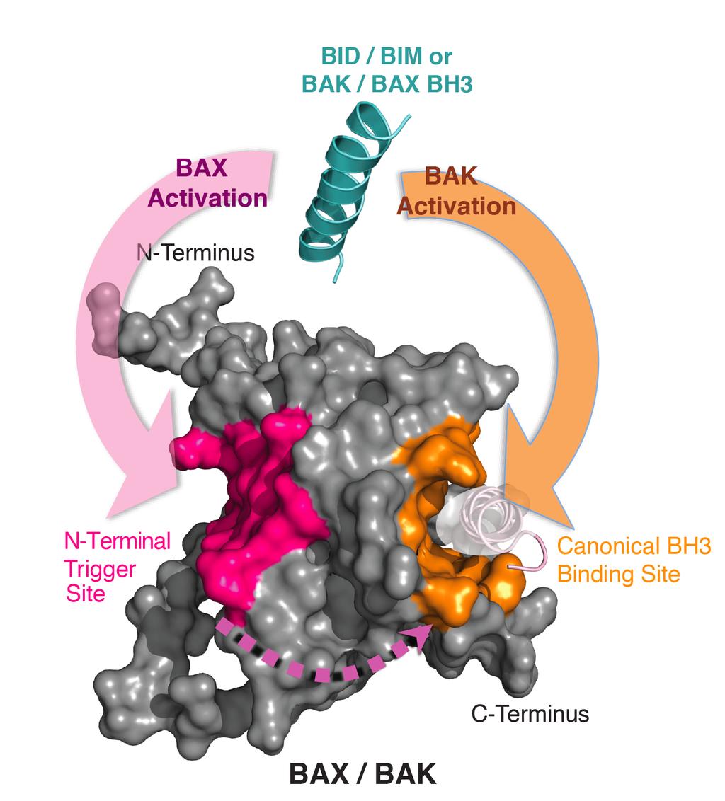 Figure 5.1. Differential BH3 binding modes initiate the direct activation of full-length BAK and BAX.