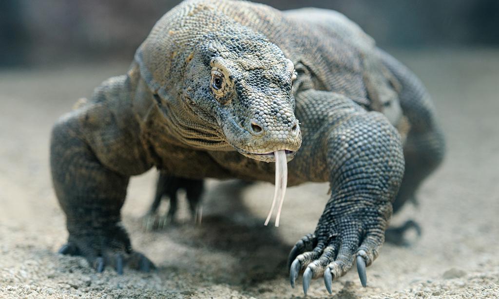 Sentence by Sentence A Real Dragon The komodo dragon is a fierce lizard that grows up to ten feet long. He hides in tall grass and waits for a wild pig to pass.
