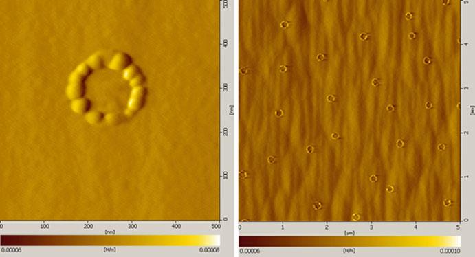 2 InP Ring-Shaped Quantum Dot Molecules by Droplet Epitaxy 37 Fig. 2.6 AFM image of InP ring-shaped QDMs grown from In thickness 3.