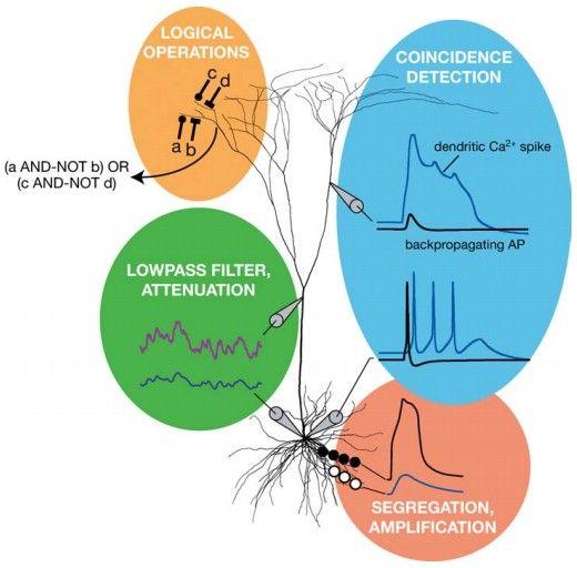 Be very careful with your Brain analogies: Biological Neurons: - Many different types - Dendrites can perform complex nonlinear computations - Synapses