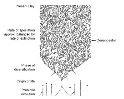 The Coral of Life (Darwin) This is probably due to frequent gene transfer mediated by phages e.g.: These conflicting observations are not limited to prokaryotes.