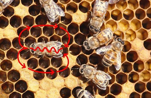 10.4. ISKANJE HRANE 89 informiranje ostalih čebel o lokaciji gnezda ter celo o viru hrane. Kvaliteta lokacije gnezda je povezana z velikostjo gnezda, oddaljenosti od starega gnezda itd. Slika 10.