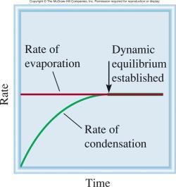 The equilibrium vapor pressure is the vapor pressure measured when a