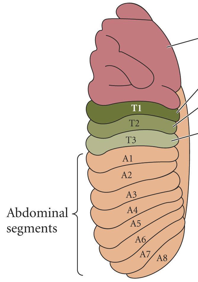 Establishing the Drosophila Body Plan Head segment Thoracic segments T1 legs T2 legs & wings