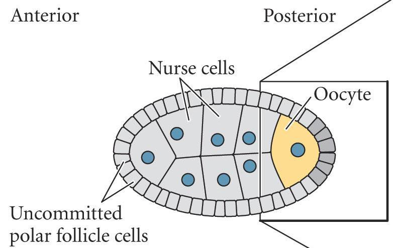 Anterior Posterior Axis Formation Nurse cells synthesize gurken message gurken mrna transported toward