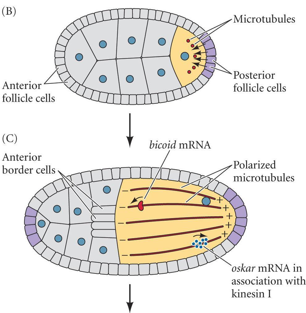 A P Axis: bicoid / Oskar / nanos posteriorized follicles produce organized (+/ ) microtubules