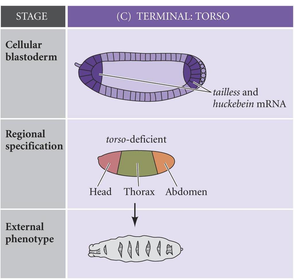 Terminal Specification 2 Torso kinases inactivate an inhibitor of tailless and huckebein Tailless and