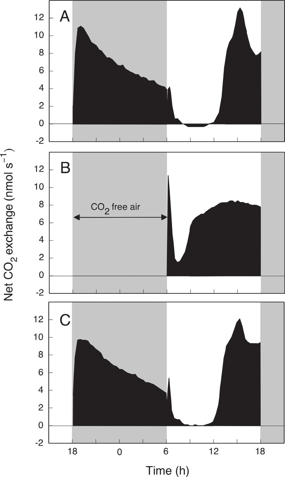 CAM in Agave 3699 Fig. 3. Gas exchange by a shoot of a well-watered young individual of A. angustifolia (d 141, 142 and 143 of the shoot shown in Fig. 2.