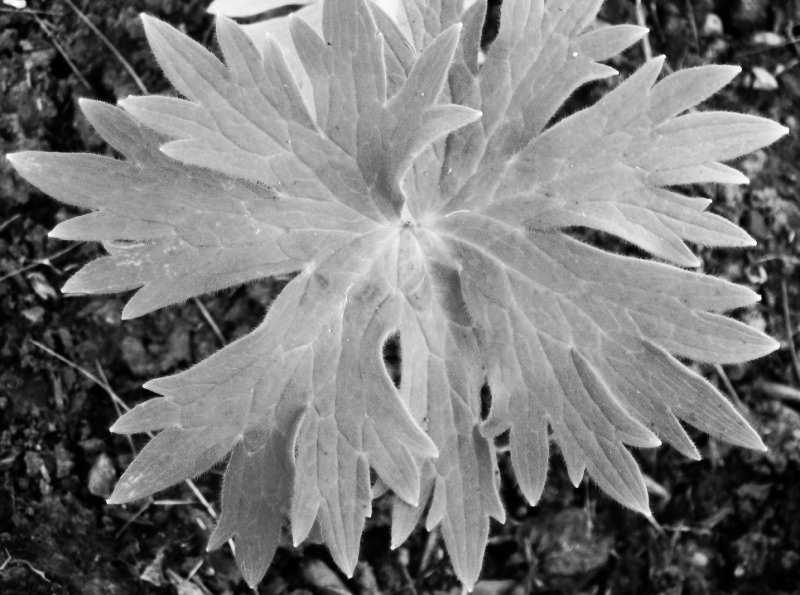 One striking feature of plant architecture is the network of veins visible in their leaves [2 6].