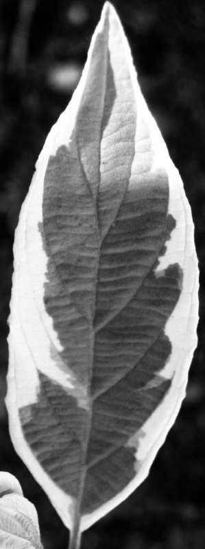 systematic name, Arabidopsis thaliana [7 9].