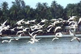 T1_L6_A8 Life Cycle of Migratory Birds Migration is the regular seasonal movement undertaken by many species of birds.
