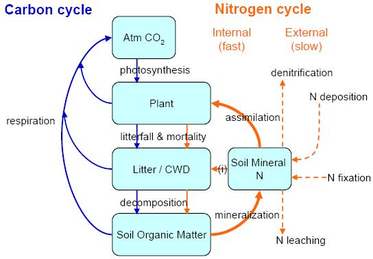 Coupled Carbon-Nitrogen dynamics 2 competing processes in a changing climate: CO2 fertilization effect limited by N