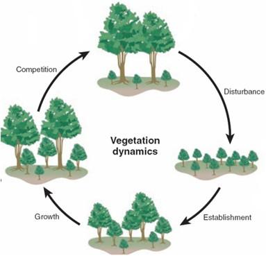 Vegetation dynamics (CLM-CNDV) Use Plant Functional Type (PFT) instead of biomes Competition for light, water