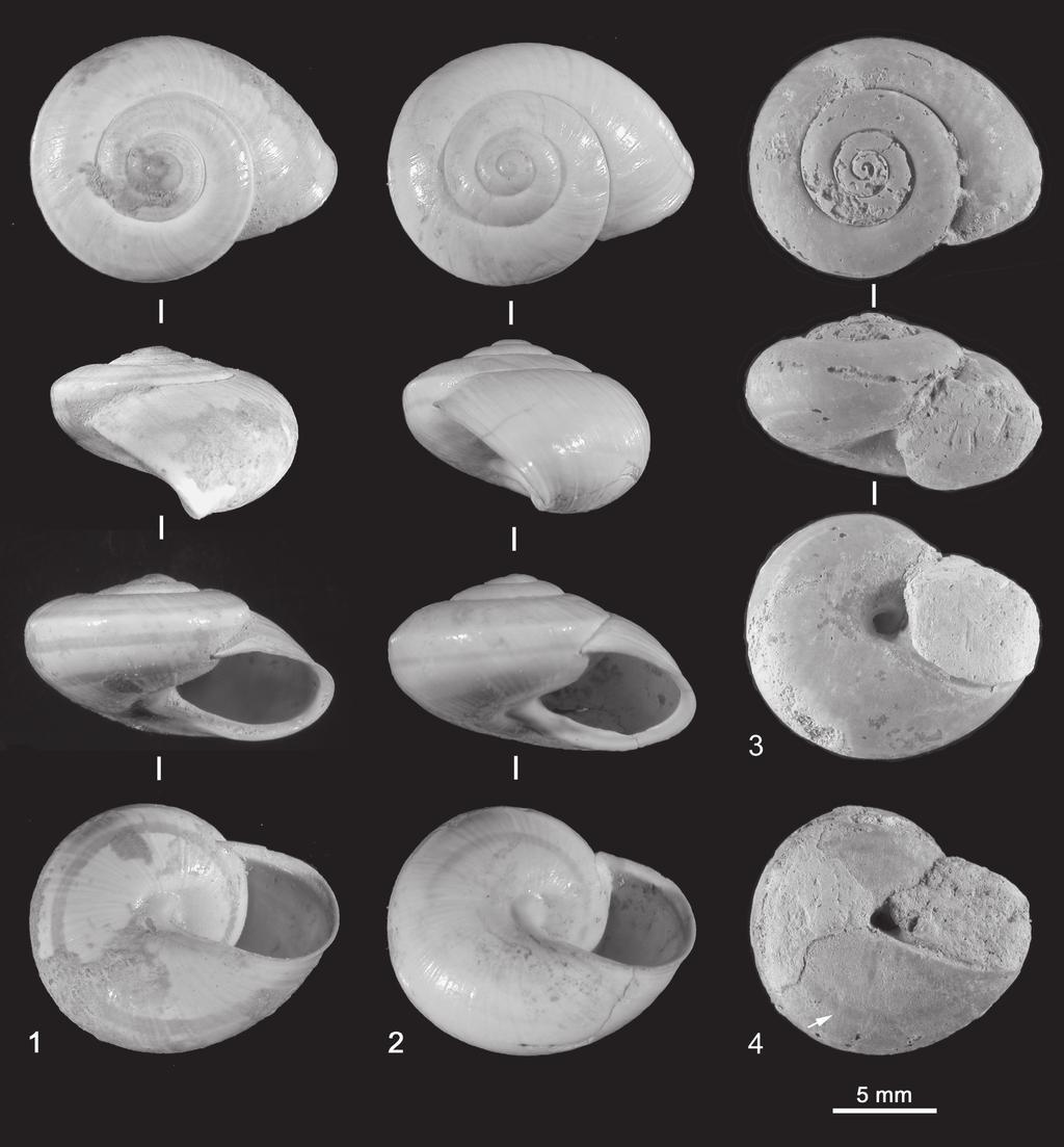 G. Manganelli, A. Benocci, F. Capezzuoli, F. Giusti - Pseudotachea from Tuscan Middle Pleistocene 1211 Pl. EXPLANATION OF PLATE 1 Figs. 1-4 - Pseudotachea cf. splendida (Draparnaud, 1801) (G.