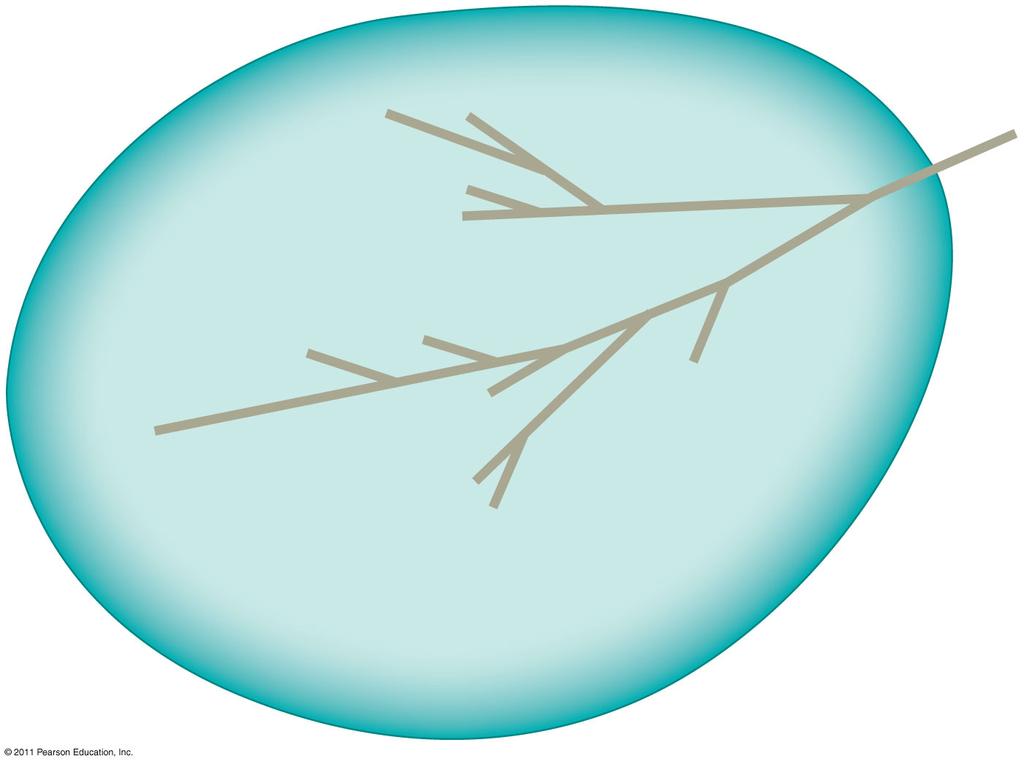 Halophiles OMMON NESTOR OF LL LIFE Methanobacterium rchaea reen nonsulfur bacteria (Mitochondrion) Spirochetes hlamydia reen sulfur bacteria yanobacteria (Plastids, including