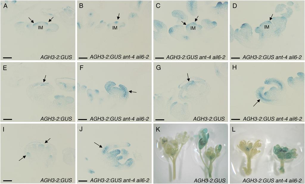 ANT and AIL6 Act Redundantly in Flower Development Figure 8. Altered expression of the AGH3-2:GUS auxin-responsive reporter in ant-4 ail6-2 inflorescences. A, GUS-stained AGH3-2:GUS inflorescence.