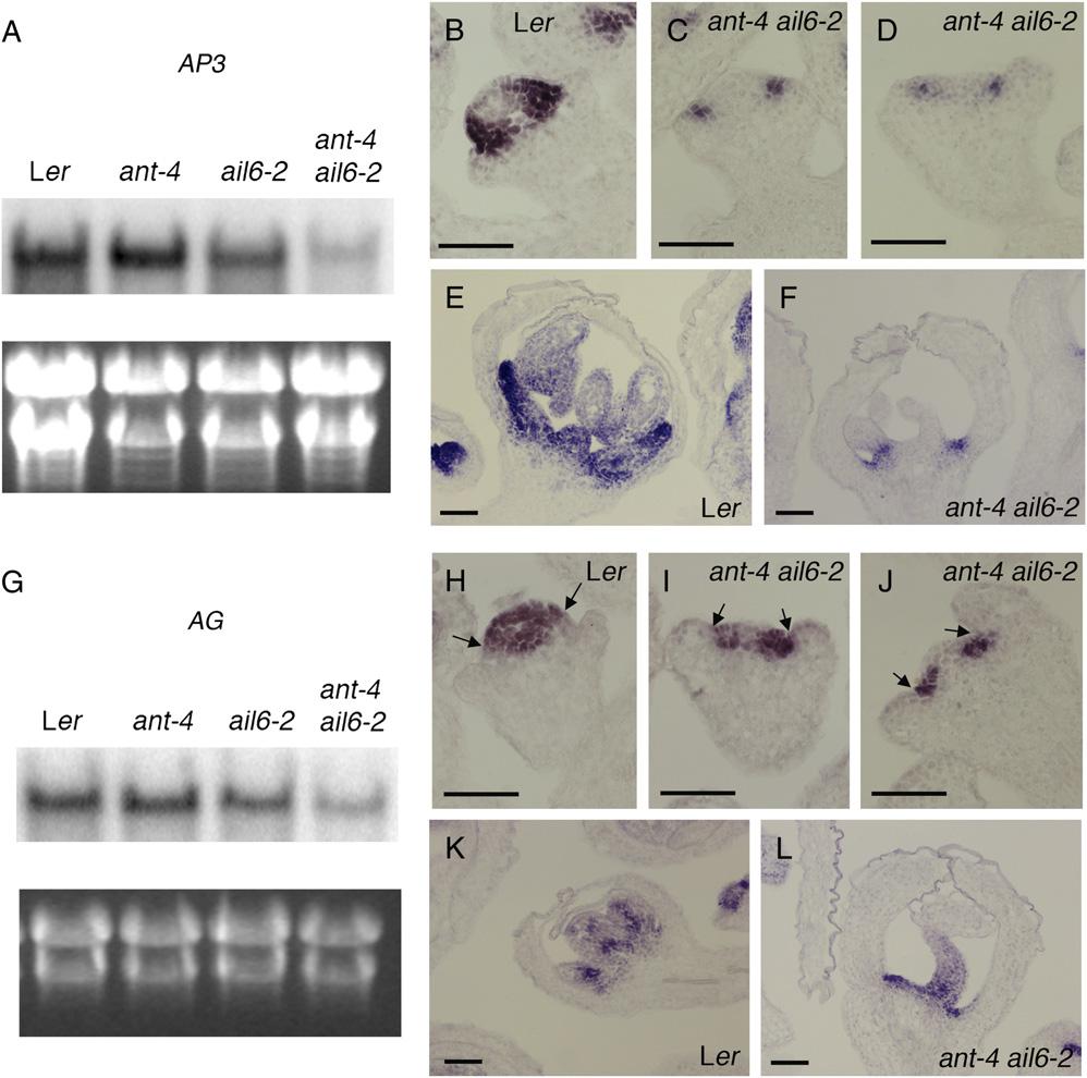 Krizek Figure 3. The expression patterns of AP3 and AG are altered in ant-4 ail6-2 flowers. A, RNA gel blot of AP3 mrna in Ler, ant-4, ail6-2, and ant-4 ail6-2 inflorescences.