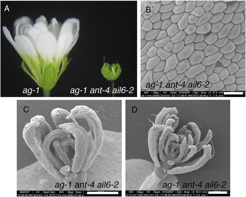 Krizek Figure 5. ag-1 ant-4 ail6-2 flowers are determinate. A, ag-1 (left) and ag-1 ant-4 ail6-2 (right) flowers.