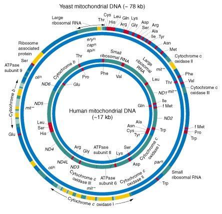 Structure of organelle chromosomes Mitochondrial genomes Maps of yeast and human mtdnas