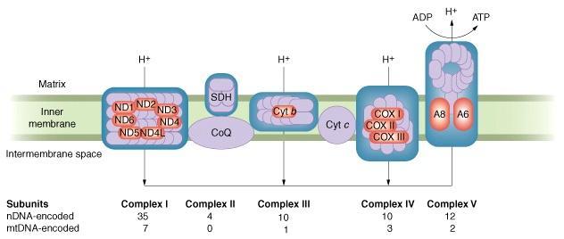 Structure of organelle chromosomes Mitochondrial genomes Function Some of the proteins: ~ oxidative phosphorylation trna, rrnas, some proteins: ~ mitochondrial protein synthesis (some genes are