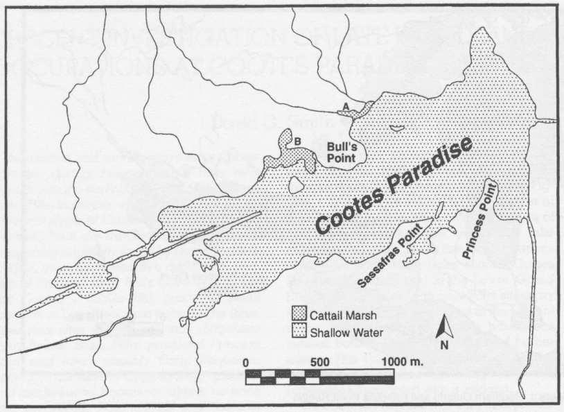 6 ONTARIO ARCHAEOLOGY No. 63, 1997 Figure 2. Cootes Paradise The 1995 and 1996 work was conducted in the environs of Bull's Point, a peninsula jutting into Cootes Paradise on its northern shore.
