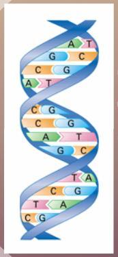 Chapter 8: From DNA to Proteins I. Concept 8.1: Identifying DNA as the Genetic Material a. The Scientists Who Discovered DNA i. Watson & Crick 1.