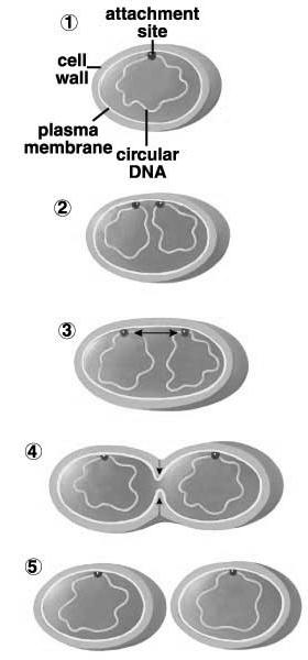 cytoplasmic materials Cell Types Differ in Reproductive Process: Prokaryotes = Binary Fission Eukaryotes = Mitosis or Meiosis Binary Fission - splitting in two