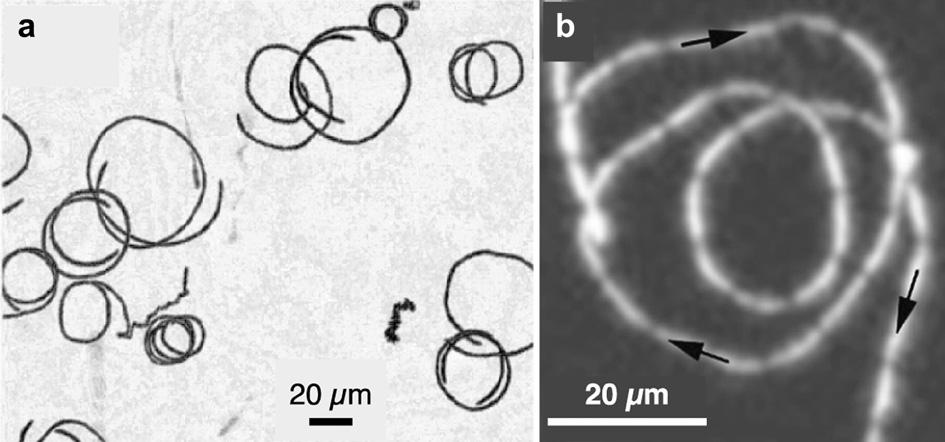 body, thereby producing a torque on the cell that rotates the bacterium so that it can partially swim against the flow direction ( z). Figure reproduced with permission from Marcos et al. (2012).