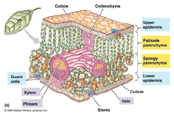 Upper and Lower Epidermis - protective function o Lower epidermis generally contains more stomates than upper epidermis (in dicots) o Epidermal cells lack chloroplasts Palisade Mesophyll - tightly