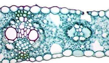 special type of mesophyll cell which are collectively called the bundle sheath o The mesophyll cells do not have Rubisco o The bundle sheath cells have Rubisco and fix CO2 just like in C3 plants o