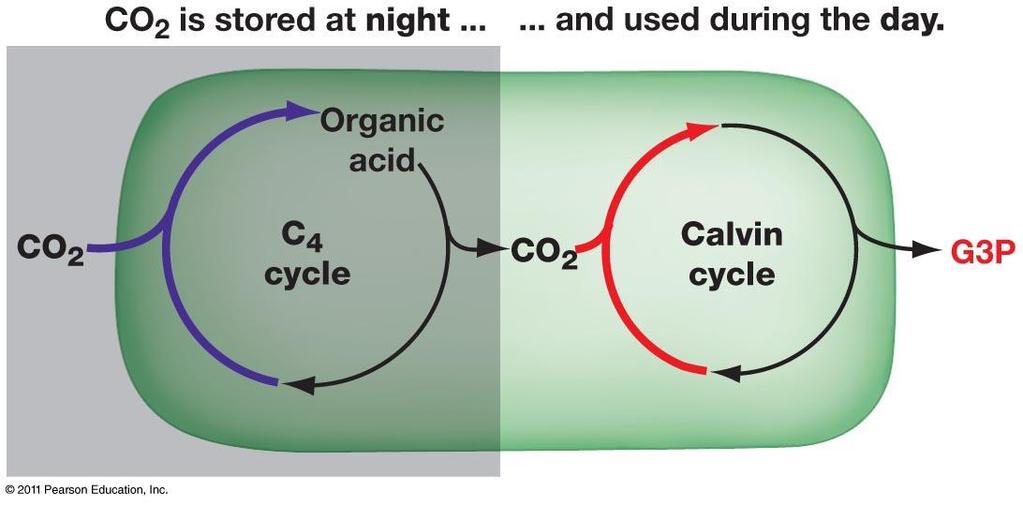 This is more of an adaptation to conserve water than to reduce the effects of photorespiration Food For Thought: What type of plant, C3 or C4, would you expect to show the greatest
