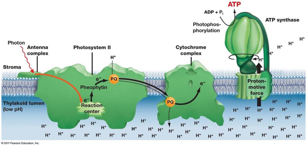 Electron Recovery Part of Photosystem II has the ability to split water and release oxygen. PSII is the only known biological molecule capable of oxidizing water.