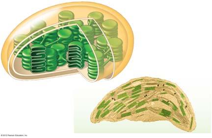 7. hotosynthesis occurs in chloroplasts in plant cells s consist of an envelope of two membranes, which enclose an inner compartment filled with a thick fluid called stroma and contain a system of