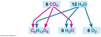 CO becomes reduced to sugar as electrons along with hydrogen ions from water are added to it. Water molecules are oxidized when they lose electrons along with hydrogen ions. Figure 7.4A 7.