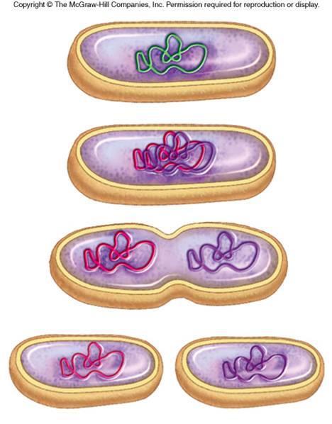 Examples: Prokaryotes binary fission
