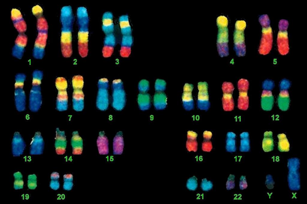 How many chromosomes do humans have? What are Chromosomes?