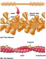 by troponin and tropomyosin Globular protein (G-actin) Form