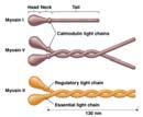 mechanical E 17 classes of myosin with multiple isoforms Similar structure Head, tail, and neck