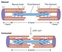 Myosin is bound to actin in the 