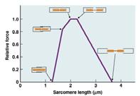 Slide 43 Contractile Force Depends on sarcomere length: distance between the Z-disks Number of myofibrils Number of cells (recruitment) Slide 44 Isotonic and isometric contraction Slide 45 Regulation