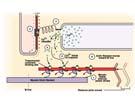 receptor DHP receptor opens Ca 2+ release channels in SR and Ca 2+ enters the