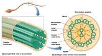 , plant poisons) Slide 5 Movement Along Microtubules Direction is determined by polarity and the type of motor protein Kinesin move in + direction Dynein moves in direction Fueled by ATP Rate