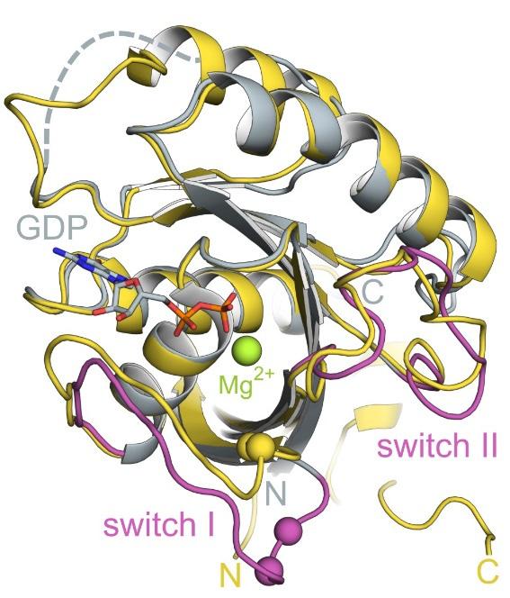 Supplementary Figure 10 Supplementary Fig. 10. Structural superposition of Rab32 from the Rab32:GDP:GtgE C45A complex (grey) and Ypt1 from the yeast Ypt1:GDP:GDI complex (yellow, PDB ID: 1UKV 1 ).